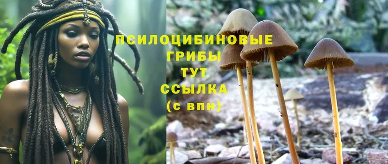 наркотики  Татарск  Галлюциногенные грибы Cubensis 